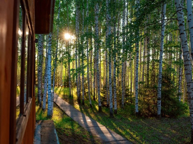 Ашатли парк лес
