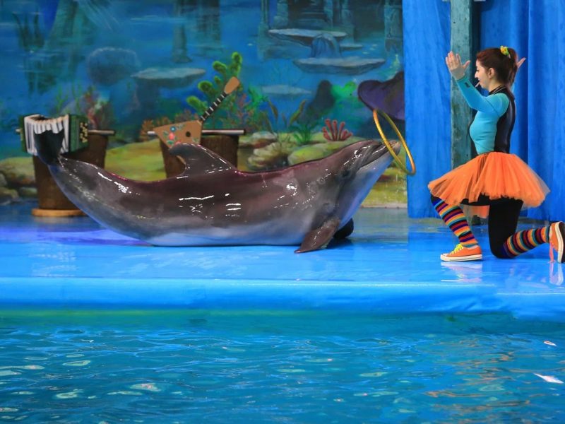 Dolphin Planet Hotel & SPA океанариум