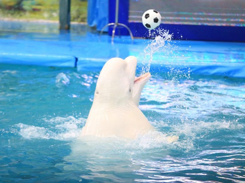 Dolphin Planet Hotel & SPA дельфины
