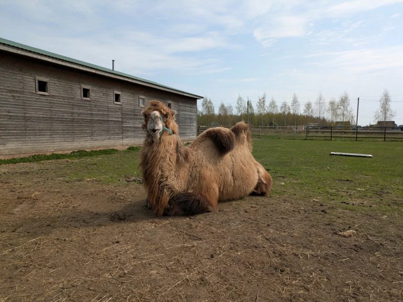 Экоклуб Na Ferme верблюд