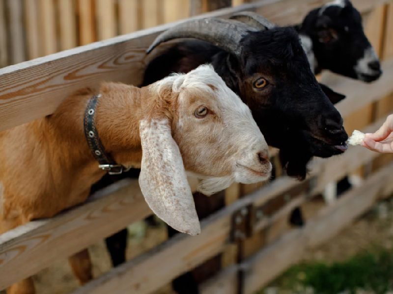 Farm Village козы