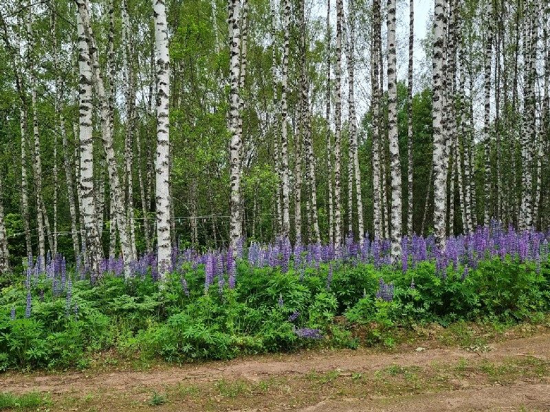 Глэмпинг Ручьи природа