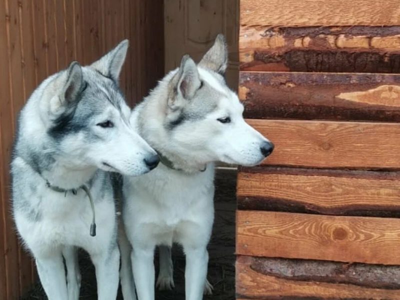 Husky Camp хаски