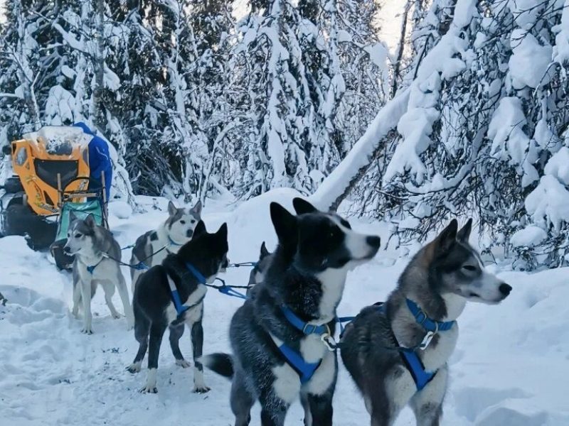 Husky Camp ездовые собаки
