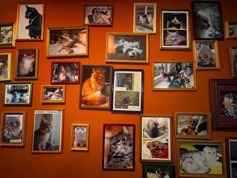 Отель «Кошкин дом» в Мышкине фотографии кошек
