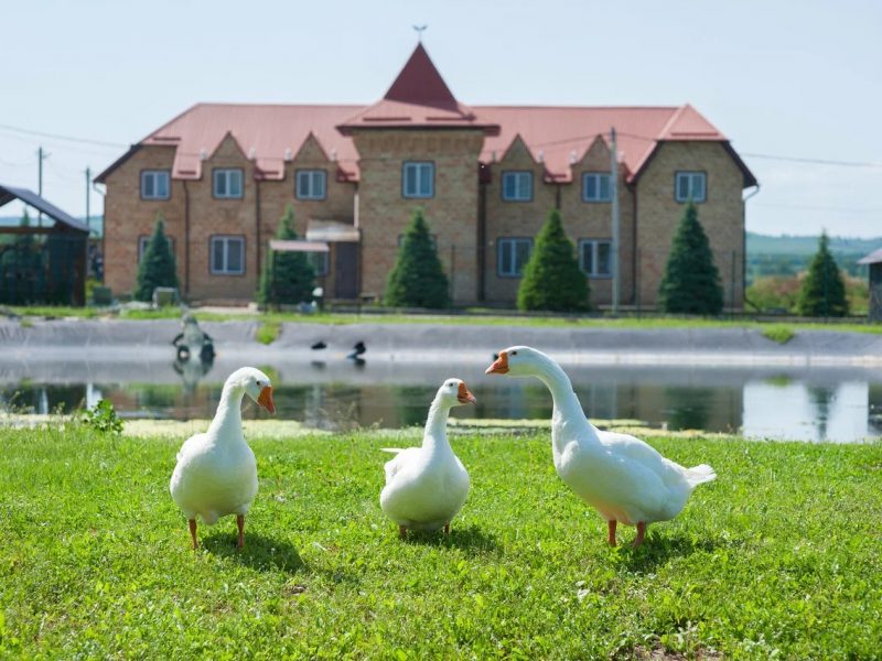 Термопарк животные