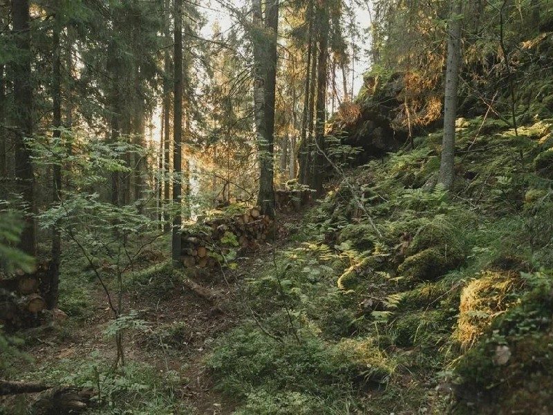 Вили Улей Карелия природа