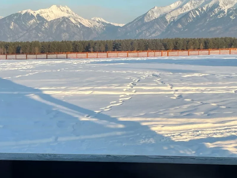 Саянский Марал шикарный вид