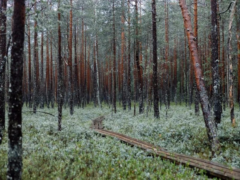 Зелёная Тропа. Деревня экотропа